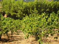 Fichi del Cilento Stella Del Sud