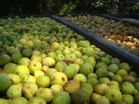 Fichi del Cilento Stella Del Sud