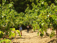 Fichi del Cilento Stella Del Sud