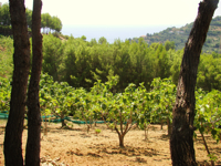 Fichi del Cilento Stella Del Sud