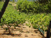 Fichi del Cilento Stella Del Sud