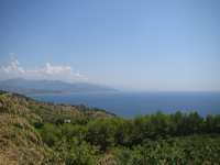 Fichi del Cilento Stella Del Sud