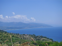 Fichi del Cilento Stella Del Sud