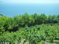 Fichi del Cilento Stella Del Sud