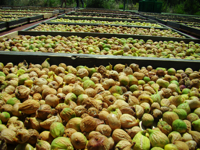 Fichi del Cilento Stella Del Sud