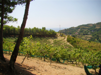 Fichi del Cilento Stella Del Sud