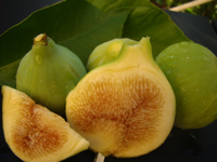 Fichi del Cilento Stella Del Sud