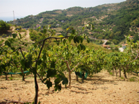 Fichi del Cilento Stella Del Sud