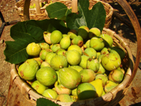 Fichi del Cilento Stella Del Sud