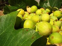 Fichi del Cilento Stella Del Sud