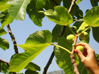 Fichi del Cilento Stella Del Sud