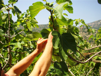 Fichi del Cilento Stella Del Sud