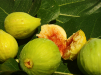 Fichi del Cilento Stella Del Sud